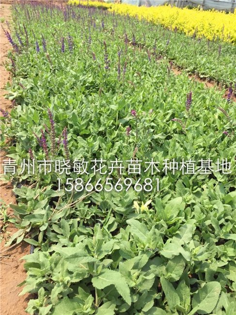蓝花鼠尾草 哪里有卖吉林山东北京天津衡水晋城苏州南宁商丘遵义价格