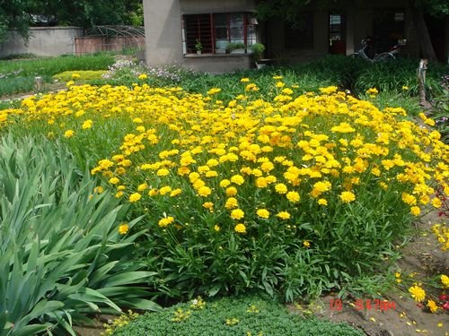 供应山东金鸡菊价格宿根草花基地批发绿化金鸡菊