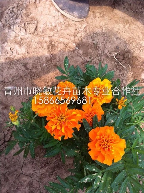 供应山东孔雀草价格绿化孔雀草批发青州孔雀草种植基地