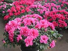 山东规模大的杜鹃花生产基地_青州黄楼年宵杜鹃花