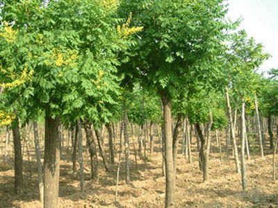 6公分黄山栾_易种植的黄山栾推荐