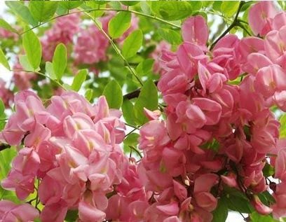 &重点推荐&济南5公分香花槐价格/香花槐基地