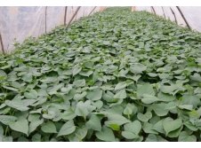 【宏利甘薯】锦州红薯哪家好