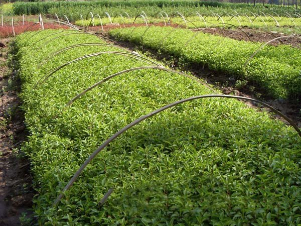 2016年猴年大吉湖北5公分扶芳藤价格 附带高清