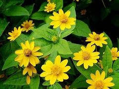 皇帝菊市场行情资讯_盆栽皇帝菊