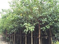 苗农在线供应菩提  园林绿化苗木 价格优惠