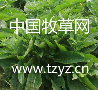 供应周全农业好的俄罗斯饲料菜：俄罗斯牧草草王