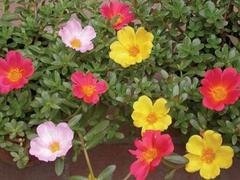 【江苏、临沂】四季草花价格—【咨询】供应四季草花