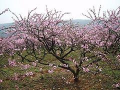 质量好的蜜桃苗优选绿然种植养殖合作社——蜜桃苗批