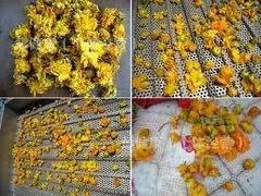潍坊品牌好的菊花烘干机价格|价位合理的菊花烘烤箱