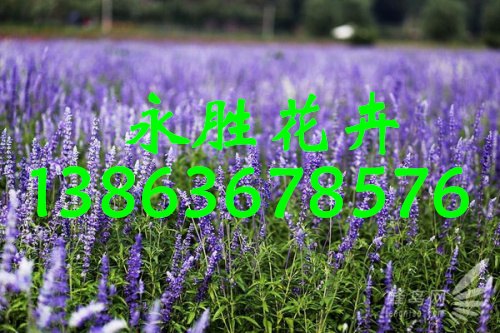 山东鼠尾草供应厂家