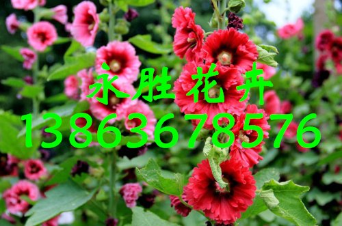 山东青州蜀葵种植基地