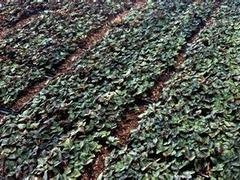 江西规模大的金线莲生产基地——吉安金草