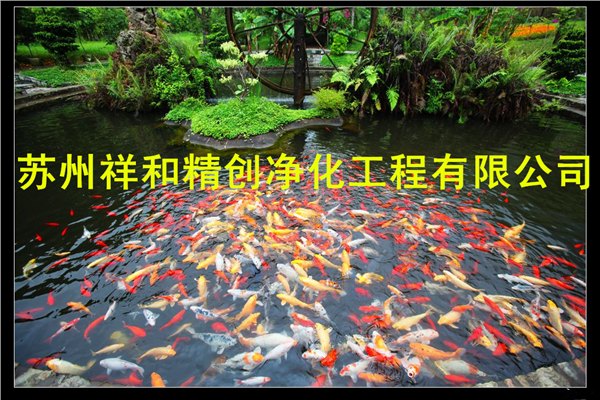 兰溪市鱼池水处理专家，最完善的水净化方案。