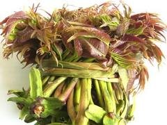 潍坊哪里有头茬香椿芽供应|香椿芽零售