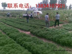 山西白皮松苗-30公分白皮松苗-50公分白皮松苗