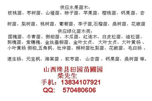 北美海棠树苗-山西北美海棠苗-北美海棠苗价格