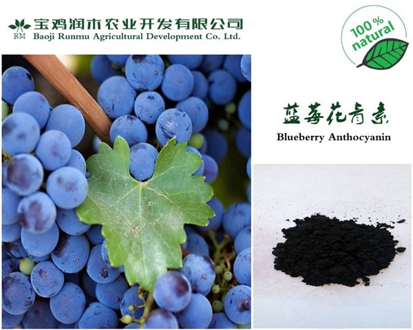 蓝莓提取物花青素25%