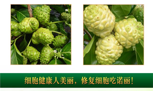 优质诺丽果提取物4:1