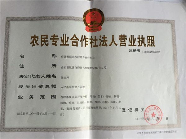 香花槐树苗 3公分香花槐小苗 4公分香花槐苗 5公分香花槐
