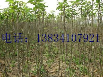 1米核桃苗 1米5核桃苗 80公分以上核桃苗 核桃苗价格