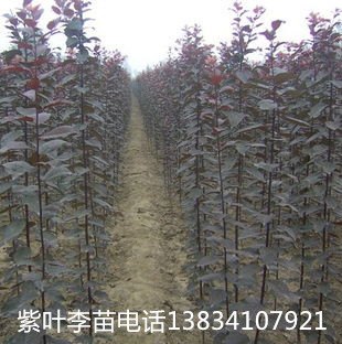 3公分紫叶李树苗 4公分紫叶李树苗 5公分紫叶李树苗