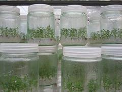 优质桉树组培苗批发价格：桉树组培苗哪家好