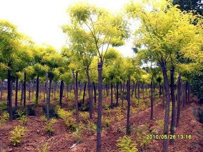 山东信誉好的金枝槐行情|纯种金枝槐基地大直销