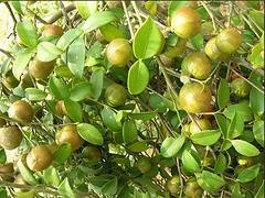 油茶苗批发_海南桂芝源_专业海南油茶苗供应商