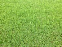 安庆草坪品牌|安庆草坪厂家|安庆草坪种植【好品牌