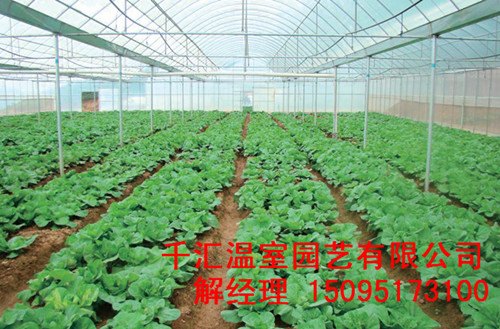 蔬菜大棚的常用类型