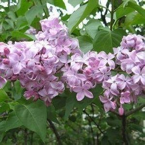 紫薇、红花紫薇苗、红火箭红火球紫薇