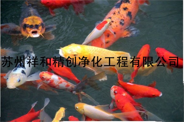 亲，您家鱼池水发绿了发臭怎么办，元芳帮你解决。