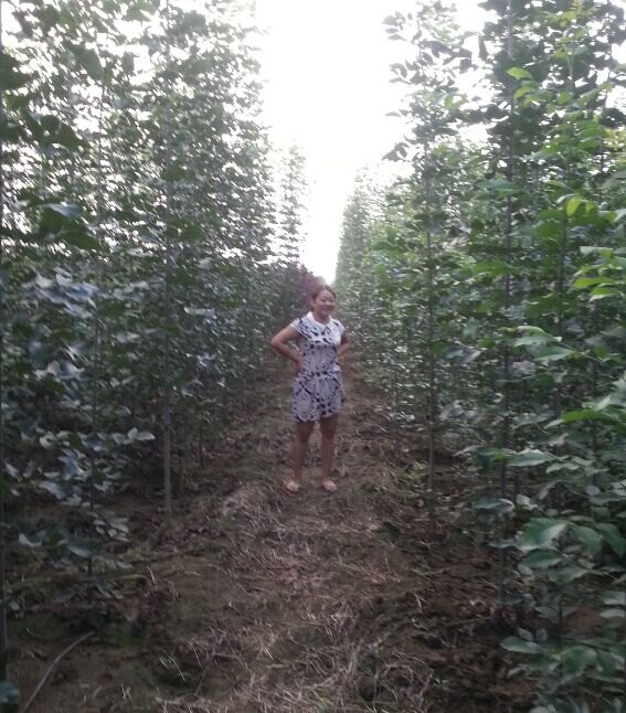 山东白蜡苗木-10公分白蜡苗木