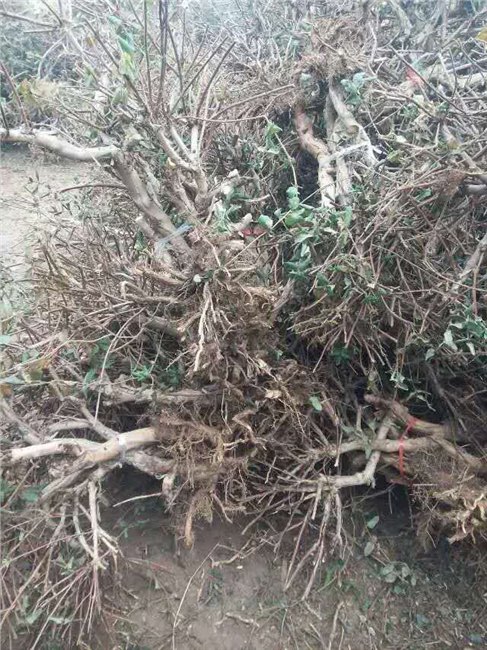【信誉好】 秦皇岛金银花苗种植基地/廊坊金银花苗