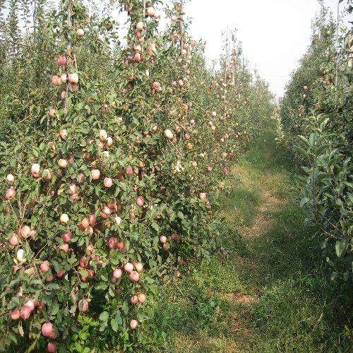 《烟富3号苹果苗哪里有》《山东烟富3号苹果苗哪里