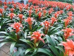 山东抗冻花卉——报价合理的草花供应尽在钰鑫花卉苗