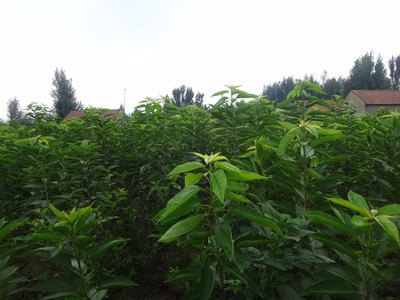 【天霖】大樱桃苗 大樱桃苗木 大樱桃苗木批发 樱