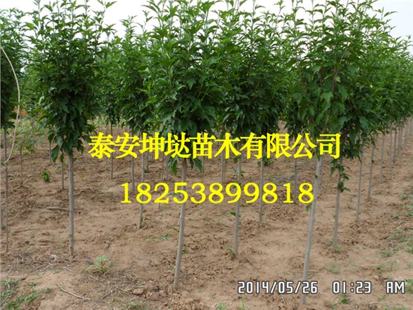 千年等一回！3-8公分樱花苗基地大展销，特卖啦！