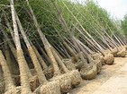 哪里能买到超值的银杏树：性价比高的银杏树