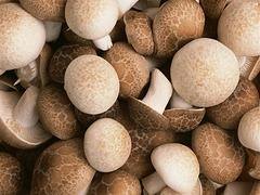 大同哪里香菇实惠——热卖香菇