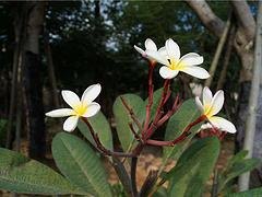 苗农在线供应白花鸡蛋花 园林绿化苗木 价格优惠