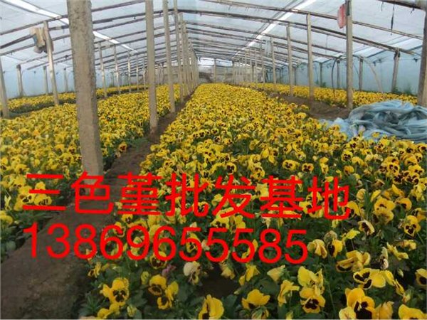 三色堇种植基地批发价格供应