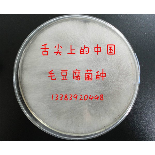 毛霉菌种 制作毛豆腐、毛豆渣、腐乳和豆豉等豆制品