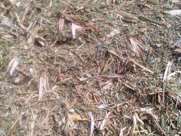 【绿色环保】胶州牛羊青贮草料厂家直销
