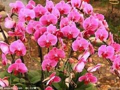 山东价格实惠的时令草花——时令草花基地