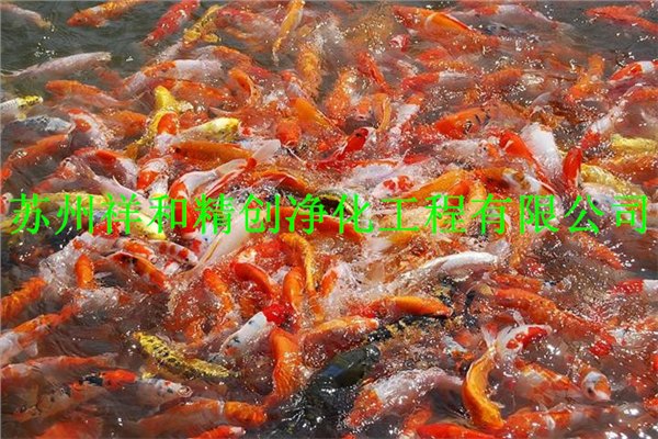 吴江市企业认证室外鱼池水处理单位，采用原生态生物