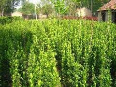 想要至好的金叶女贞就来锦荣花卉苗木公司，潍坊金叶