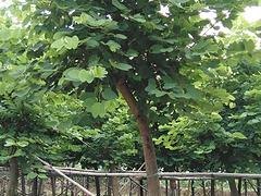 苗农在线供应洋紫荆 园林绿化苗木 价格优惠