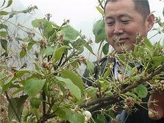 广西山楂苗基地，广西山楂苗供应基地